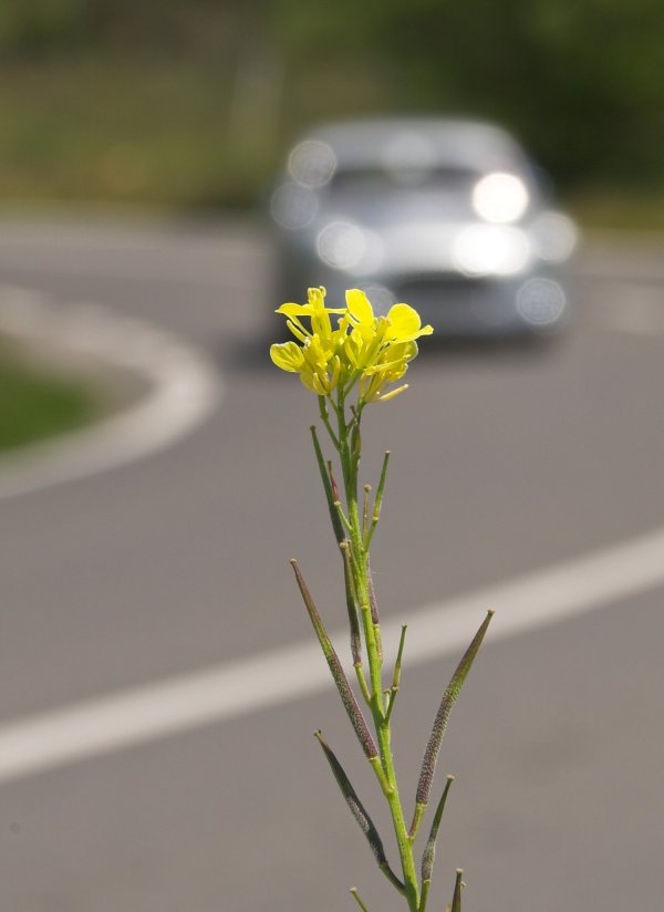 2006 MILLE MIGLIA. PHOTO: ROLAND ELLISON